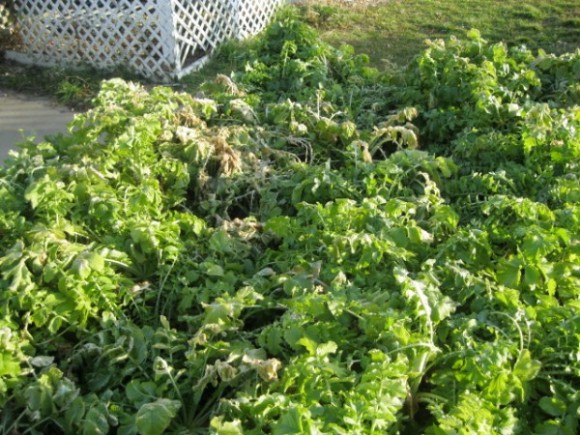 Tillage Radish bed 11-20-12